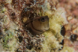 Little Combtooth blenny by Kyle Castelyn 